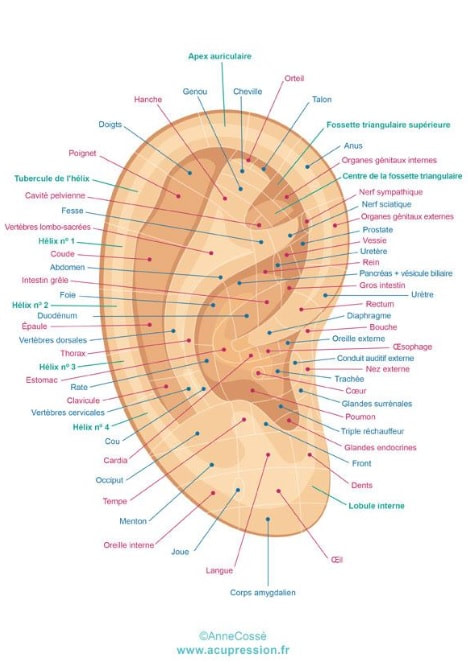 auriculothérapie cartographie de l'oreille